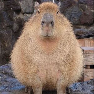 Meet your Posher, Christopher